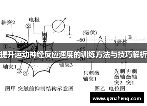 提升运动神经反应速度的训练方法与技巧解析
